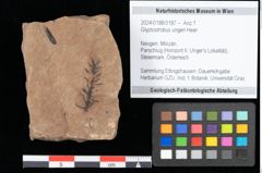 Foto (Objekt + Etikett) von Glyptostrobus ungeri Heer (NHMW-GEO-2024-0188-0187)